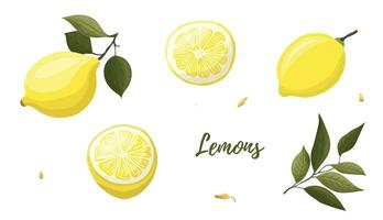 vetor ilustração do amarelo limões em uma ramo. vegetais, frutas, cozinha, culinária, comendo, bebendo chá, jardinagem projetos.