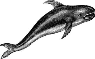 assassino baleia ou Orcinus orca vintage gravação vetor