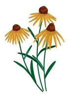 coneflower clipart. verão flores silvestres doodle. desenho animado vetor botânica ilustração. contemporâneo estilo desenhando isolado em branco.