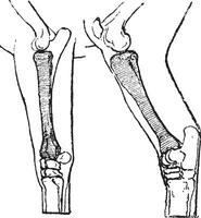 raio e tíbia do uma cavalo, vintage gravação vetor