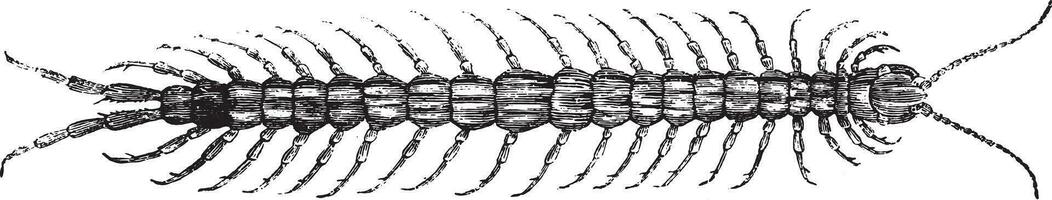milípede, vintage gravação. vetor