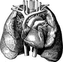 a coração dentro a meio do a pulmões, vintage gravação. vetor