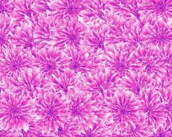 padrão de vetor com flores exóticas cor de rosa em backgorund isolado. vetor backgorund.