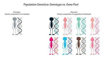 população genética genótipo versus gene piscina vetor infográfico