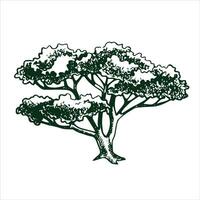 vetor desenhando do uma árvore dentro gravação estilo. vintage árvore ilustração, Preto e branco esboço