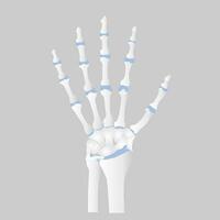 osso do a mão anatomia, interno órgãos corpo parte ortopédico saúde Cuidado, vetor ilustração desenho animado plano personagem Projeto grampo arte