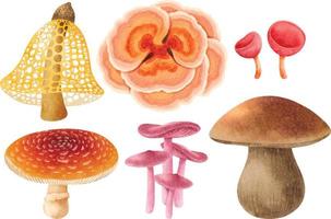 coleção estilo aquarela de ilustração de cogumelos vetor