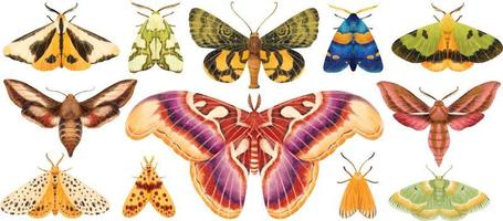 coleção de ilustrações pintadas à mão em aquarela de mariposa borboleta vetor