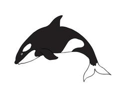 vetor mão desenhado rabisco esboço assassino baleia