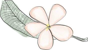 abstrato linha do frangipani, puméria flor com cor pintura em branco fundo vetor