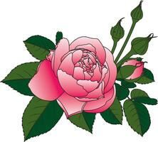 abstrato do Rosa rosa flor com folhas em branco fundo. vetor