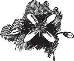 flor do clematis paniculata vintage ilustração. vetor