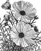 cosmos bipinnatus vintage ilustração. vetor