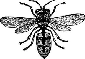 comum vespa vintage ilustração. vetor