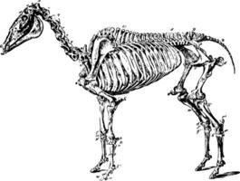 esqueleto do uma porco vintage ilustração. vetor