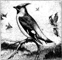 1 waxwing sentado em uma ramo dentro a vanguarda com três asas de cera sentado em galhos e quatro vôo por aí dentro a fundo, vintage ilustração. vetor
