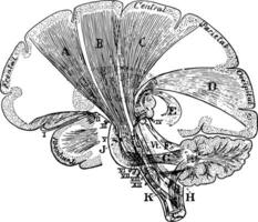 projeção fibras do a cérebro, vintage ilustração vetor