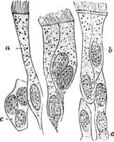 ciliado epitélio, vintage ilustração vetor