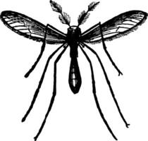 a mosquito vintage ilustração. vetor