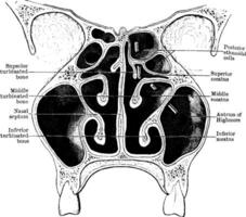 nasal fossas, vintage ilustração. vetor