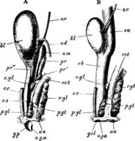 Coelho urogenital órgãos, vintage ilustração vetor