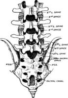 lombar mostrando posição do quarto lombar coluna, vintage ilustração. vetor