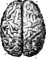 cérebro visto a partir de acima, vintage ilustração vetor