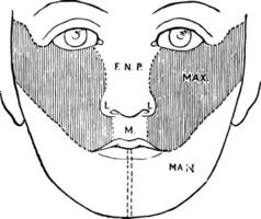 desenvolvimento do a face, vintage ilustração vetor