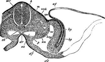 transversal seção do a embrião garota, vintage ilustração. vetor