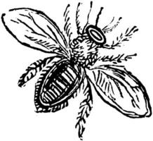 abelha, ilustração vintage. vetor