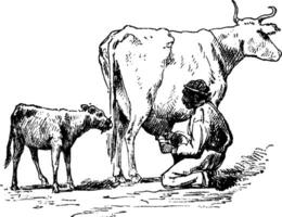 laticínios vacas, vintage ilustração. vetor