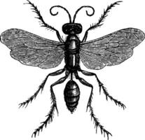 aranha caçadora vespa, vintage ilustração. vetor