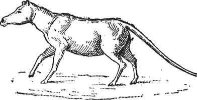 anoplotherium, vintage gravação. vetor