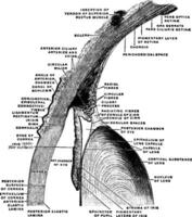 sagital seção através a olho, vintage ilustração. vetor