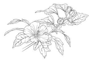 vetor monocromático composição do hibisco galhos com folhas e flores botânico mão desenhado ilustração do flores, folhas e botões. coloração