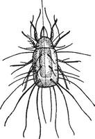 farinha ácaro ou ácaro senhor, vintage gravação vetor