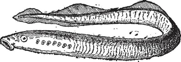 lampreia ou lampreia enguias, vintage gravação. vetor