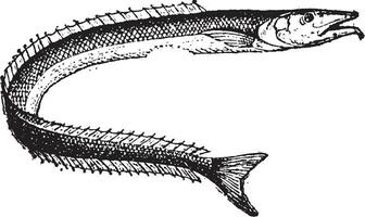 peixe-lanceta ou alepisauro sp., vintage gravação vetor