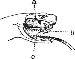 víbora ou viperidae, vintage gravação. vetor