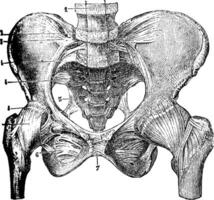 representando a juntas do a pélvico ossos, vintage gravação. vetor
