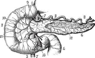 pâncreas e duodeno visto de seus anterior aspecto, vintage eng vetor