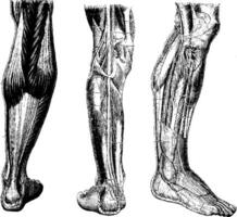 humano perna, vintage gravação vetor