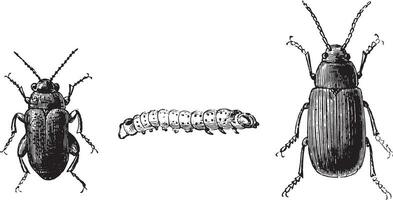 FIG 1,2. pulga besouro com Preto pés, FIG 3. repolho pulga besouro, vintage gravação. vetor