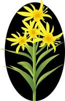 vetor ilustração do amarelo solidago flores com verde folhas dentro Preto círculo em branco fundo.