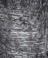 vetor ilustração do sakura ou prunus serrulata latido fechar-se. a textura do a tronco do sakura. fundo a partir de vivo madeira. floresta natureza pele.