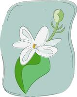 retrato do uma perfumado branco jasmim flor vetor ou cor ilustração