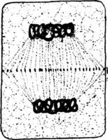 plantar célula divisão 8 vintage ilustração. vetor
