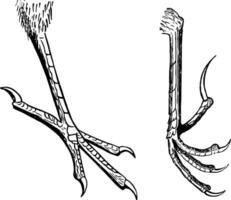 típica passeriforme pássaro pés vintage ilustração. vetor
