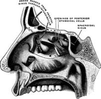 externo parede do nasal cavidade, vintage ilustração. vetor