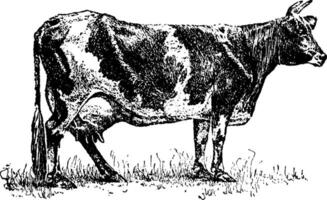 laticínios vaca, vintage ilustração. vetor